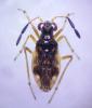Chartoscirta geminata